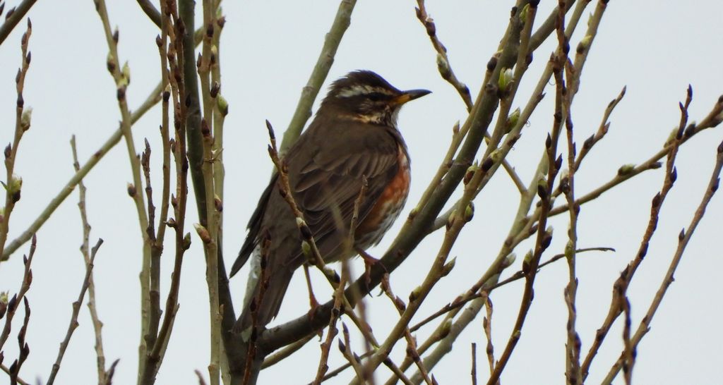 Droździk, drozd rdzawoboczny (Turdus iliacus)