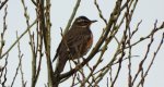 Droździk, drozd rdzawoboczny (Turdus iliacus)