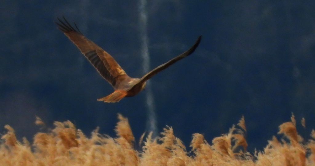 Błotniak stawowy (Circus aeruginosus)