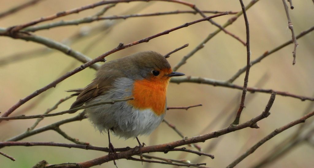 Rudzik, rudzik zwyczajny, raszka (Erithacus rubecula)