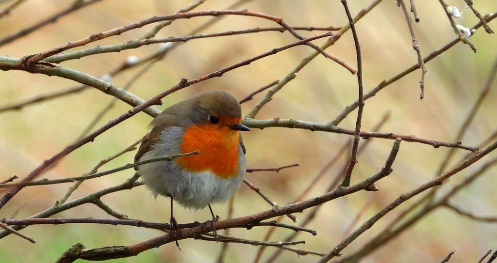 Rudzik, rudzik zwyczajny, raszka (Erithacus rubecula)