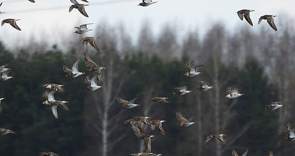 Batalion, bojownik batalion, bojownik zmienny, biegus bojownik, bojownik odmienny (Calidris pugnax)