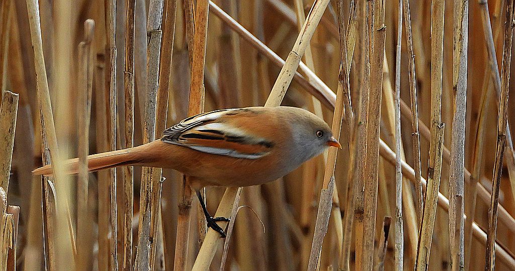 Wąsatka (Panurus biarmicus)