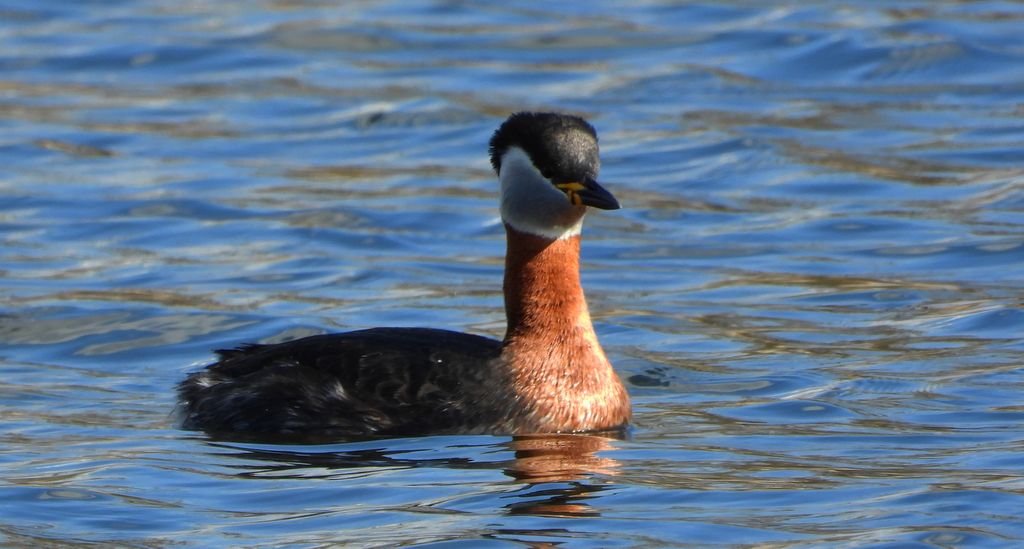 Perkoz rdzawoszyi (Podiceps grisegena)