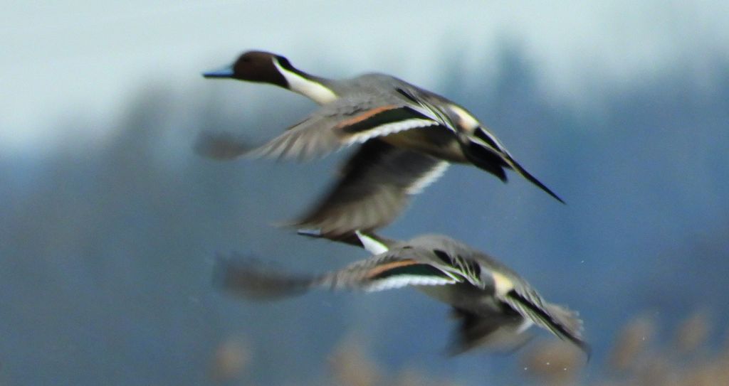 Rożeniec zwyczajny, rożeniec (Anas acuta)