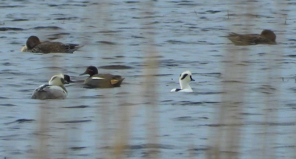 Bielaczek, tracz bielaczek (Mergellus albellus)