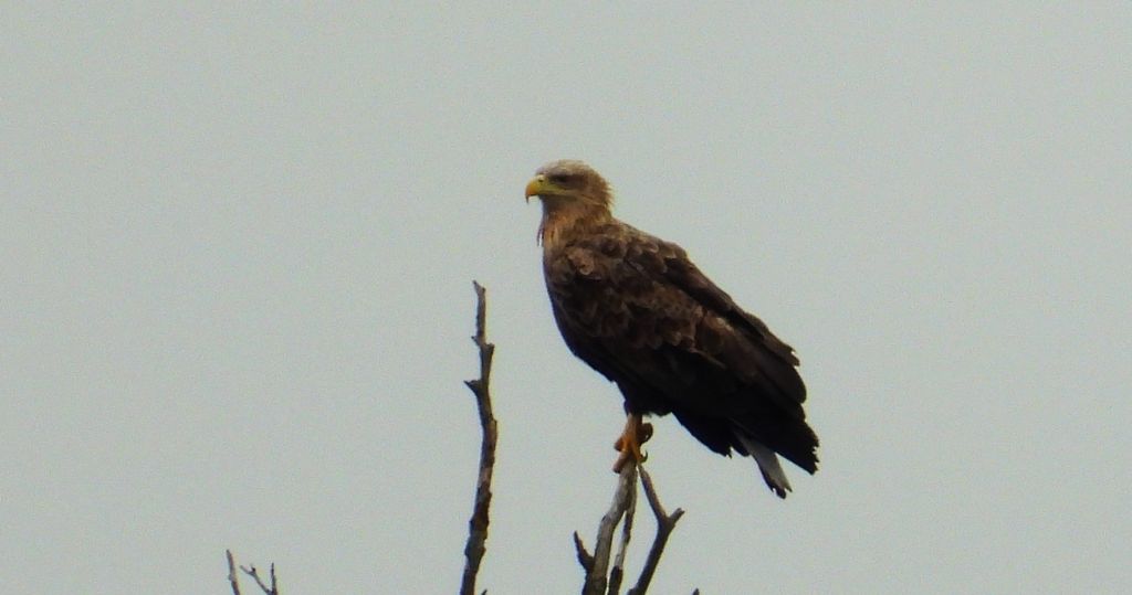 Bielik, orzeł bielik, birkut (Haliaeetus albicilla)