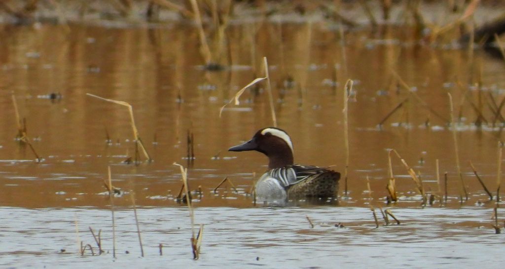 Cyranka zwyczajna, cyranka (Spatula querquedula)