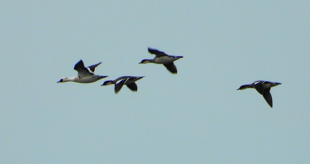 Bielaczek, tracz bielaczek (Mergellus albellus)