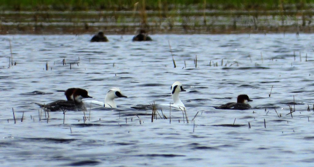 Bielaczek, tracz bielaczek (Mergellus albellus)