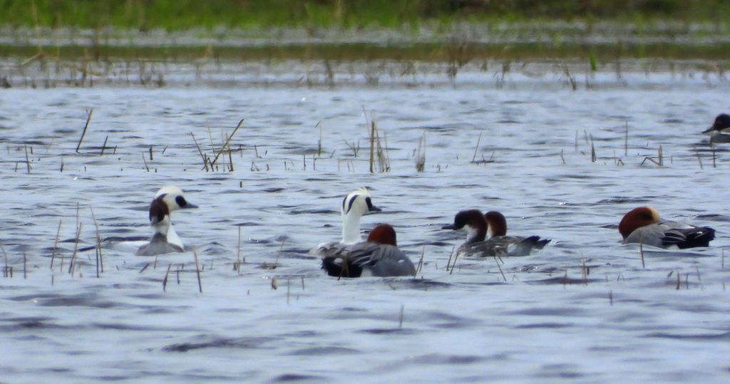 Bielaczek, tracz bielaczek (Mergellus albellus)