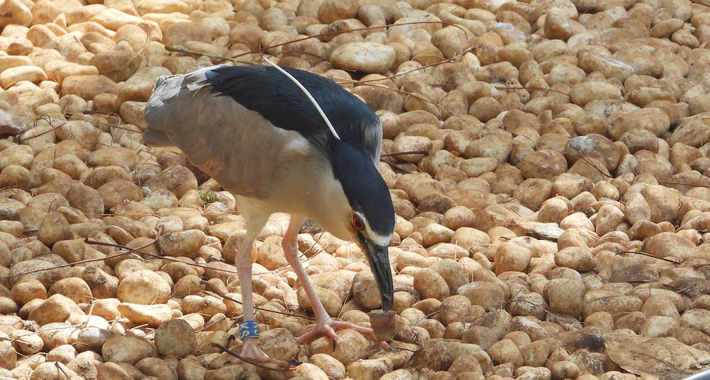 Ślepowron (Nycticorax nycticorax)