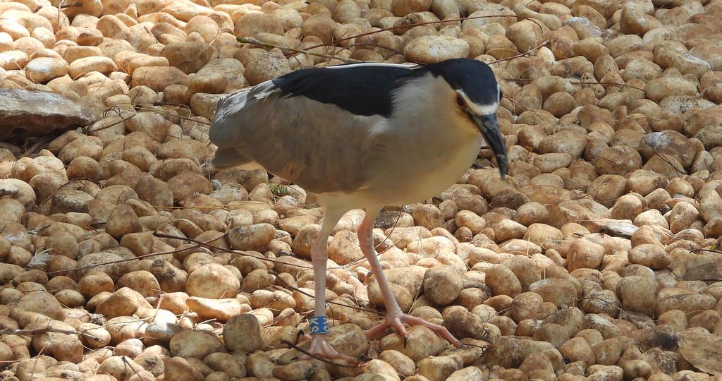 Ślepowron (Nycticorax nycticorax)