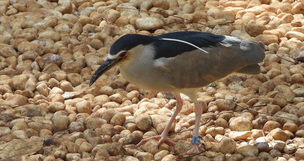 Ślepowron (Nycticorax nycticorax)