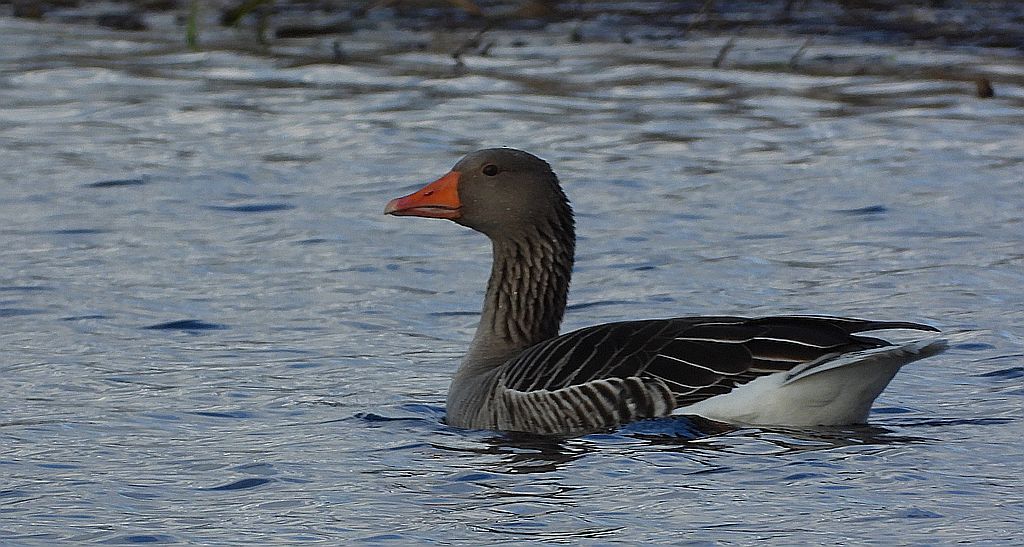 Gęgawa, gęś gęgawa (Anser anser)