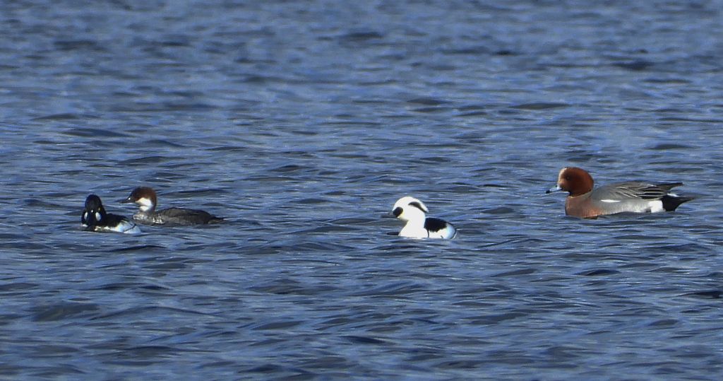 Bielaczek, tracz bielaczek (Mergellus albellus) i świstun zwyczajny, świstun (Mareca penelope)