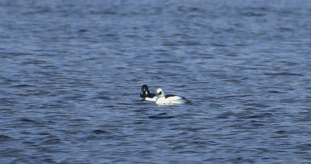 Bielaczek, tracz bielaczek (Mergellus albellus)