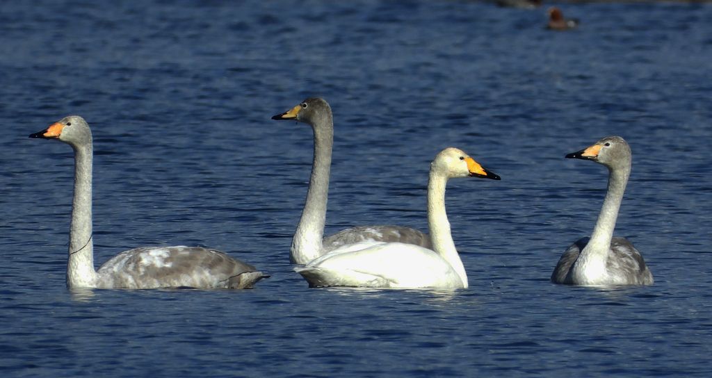 Łabędź krzykliwy (Cygnus cygnus)
