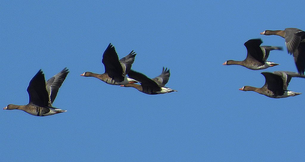 Gęś białoczelna, gęś białoczółka (Anser albifrons)