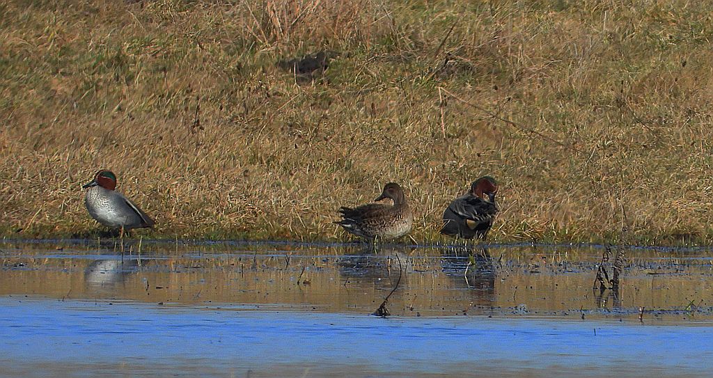 Cyraneczka zwyczajna, cyraneczka (Anas crecca)
