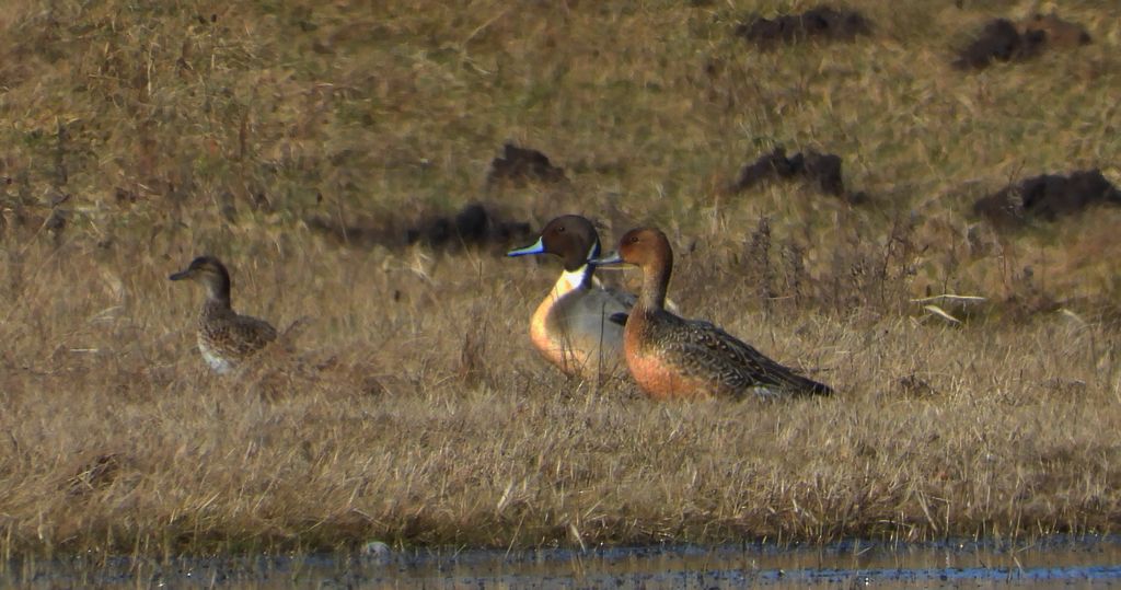 Rożeniec zwyczajny, rożeniec (Anas acuta)