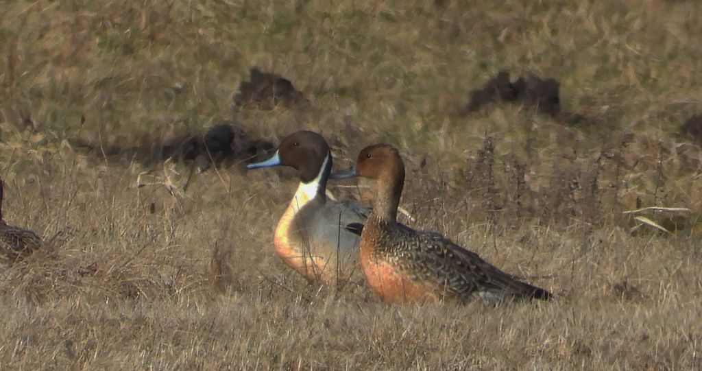 Rożeniec zwyczajny, rożeniec (Anas acuta)