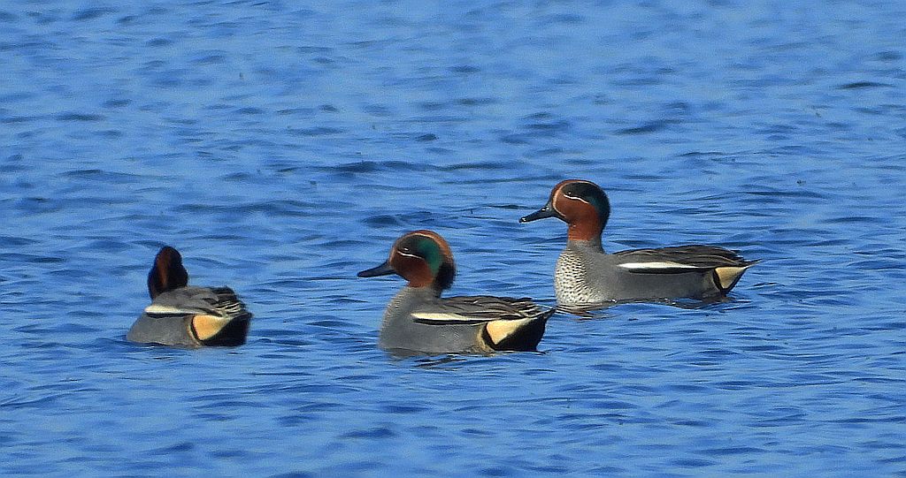 Cyraneczka zwyczajna, cyraneczka (Anas crecca)