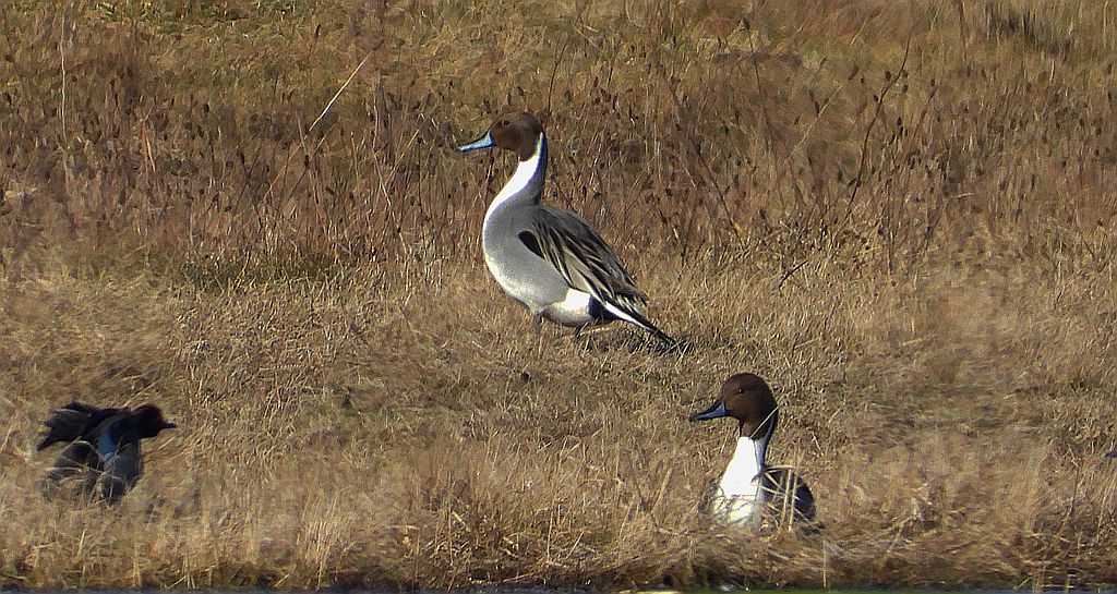 Rożeniec zwyczajny, rożeniec (Anas acuta)