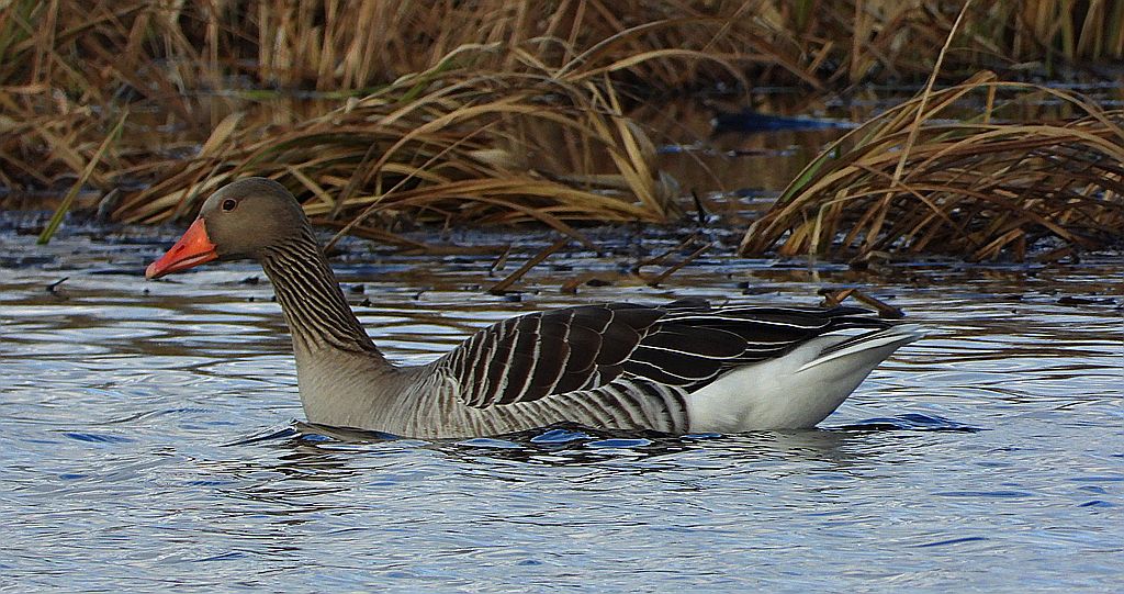 Gęgawa, gęś gęgawa (Anser anser)