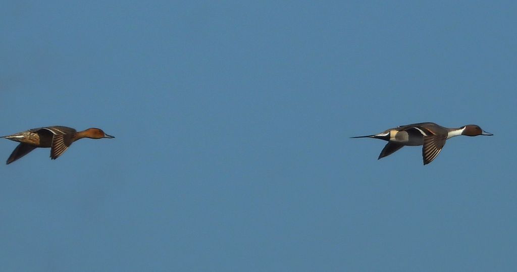 Rożeniec zwyczajny, rożeniec (Anas acuta)