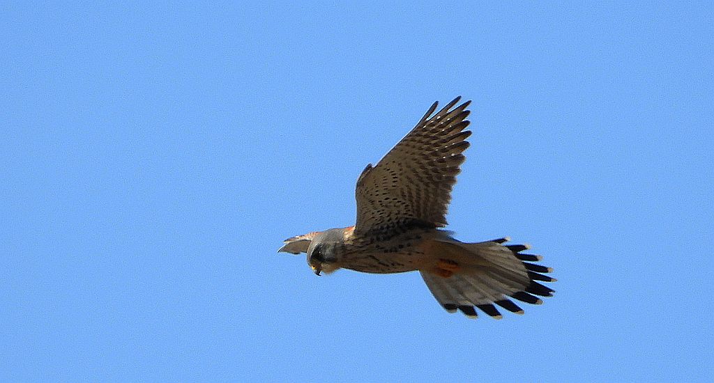 Pustułka zwyczajna, pustułka (Falco tinnunculus)