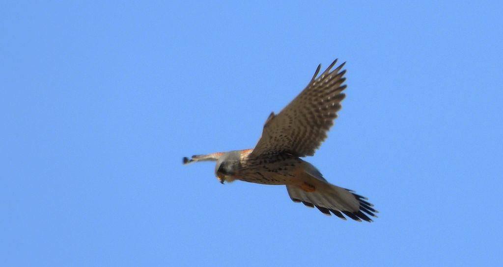 Pustułka zwyczajna, pustułka (Falco tinnunculus)