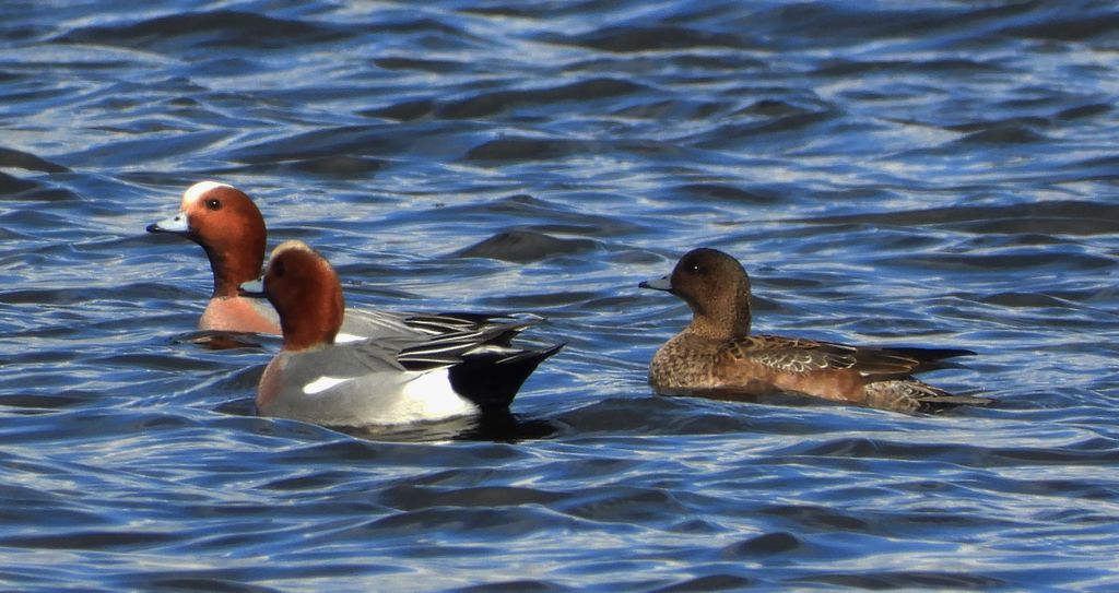 Świstun zwyczajny, świstun (Mareca penelope)