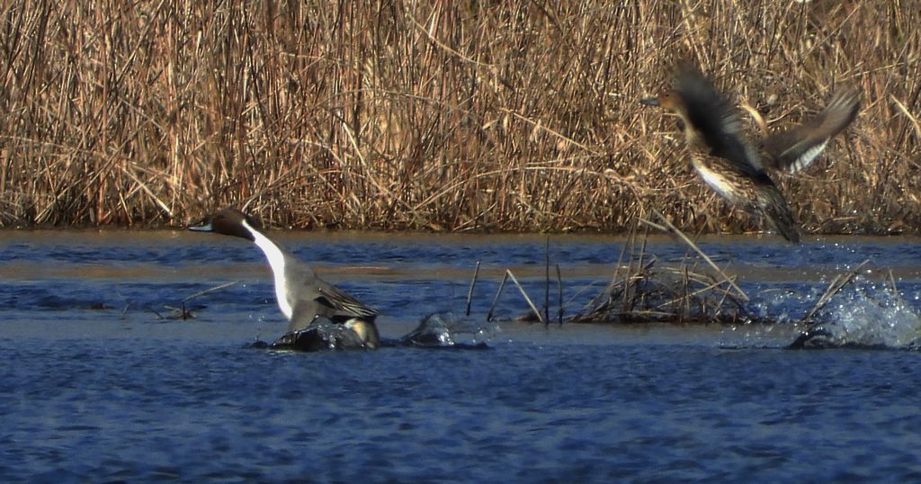 Rożeniec zwyczajny, rożeniec (Anas acuta)