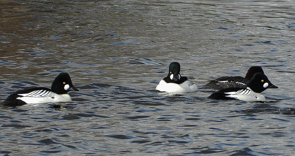 Gągoł, gągoł krzykliwy (Bucephala clangula)