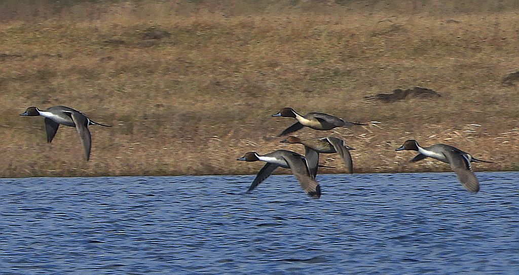Rożeniec zwyczajny, rożeniec (Anas acuta)