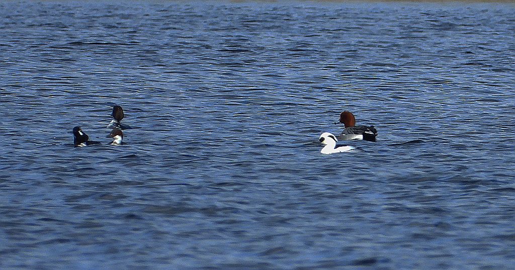 Bielaczek, tracz bielaczek (Mergellus albellus)