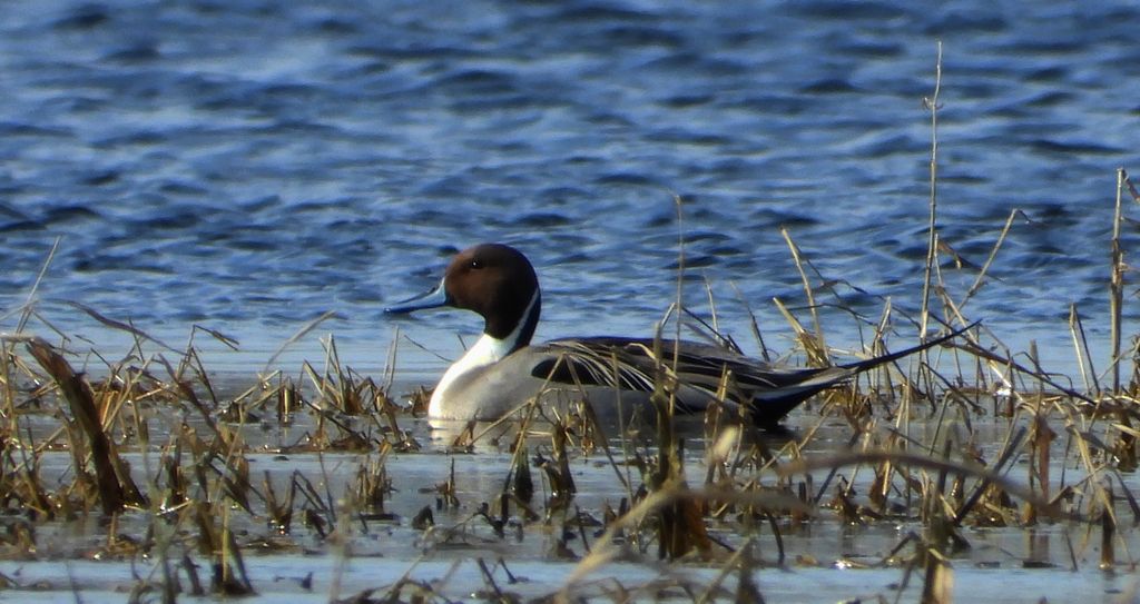 Rożeniec zwyczajny, rożeniec (Anas acuta)