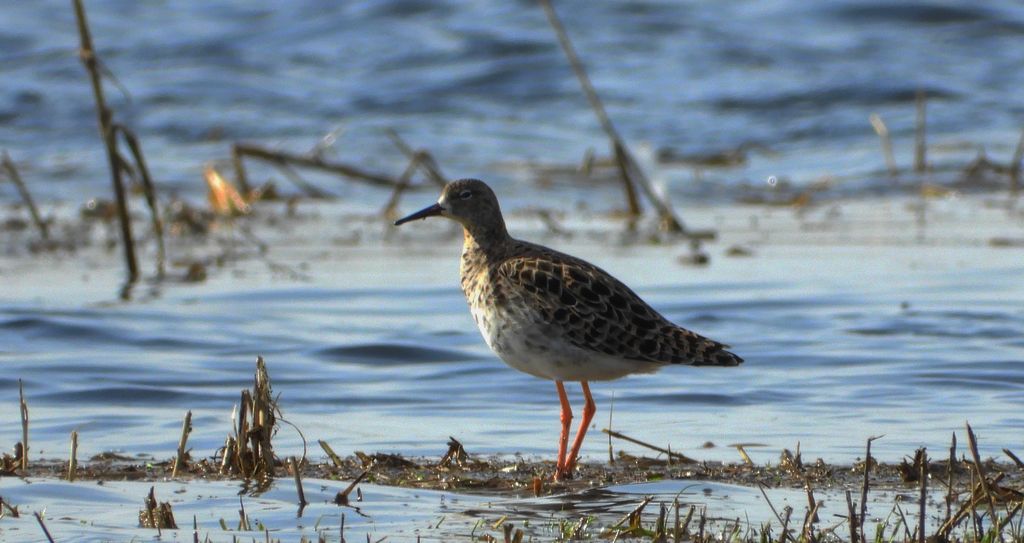 Batalion, bojownik batalion, bojownik zmienny, biegus bojownik, bojownik odmienny (Calidris pugnax)