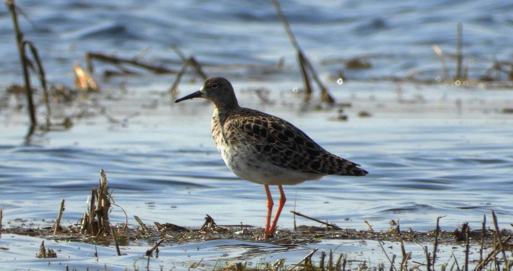 Batalion, bojownik batalion, bojownik zmienny, biegus bojownik, bojownik odmienny (Calidris pugnax)