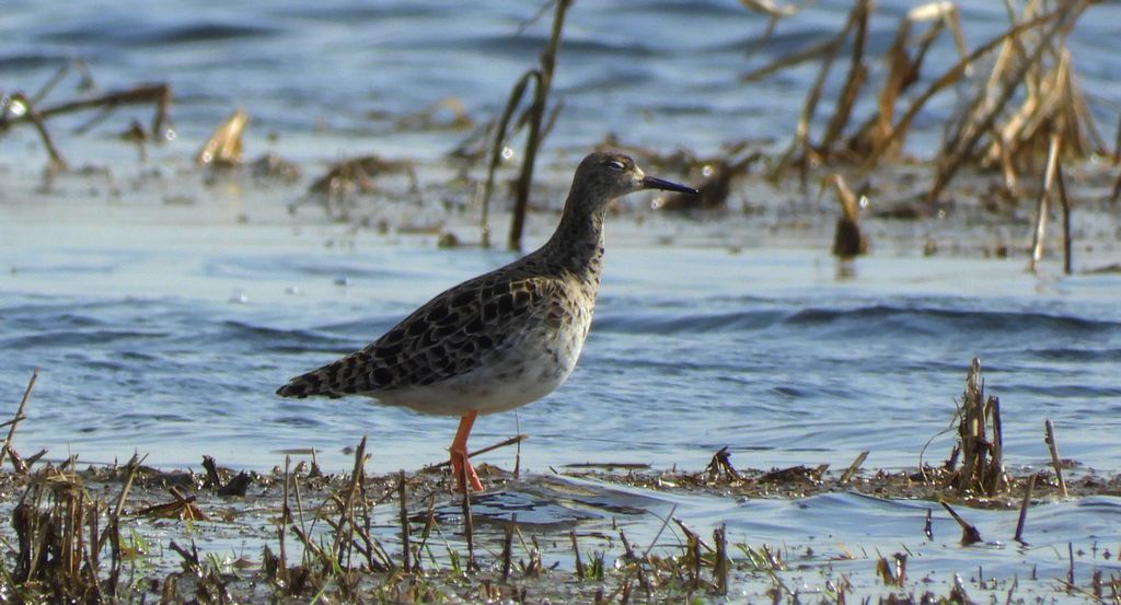 Batalion, bojownik batalion, bojownik zmienny, biegus bojownik, bojownik odmienny (Calidris pugnax)