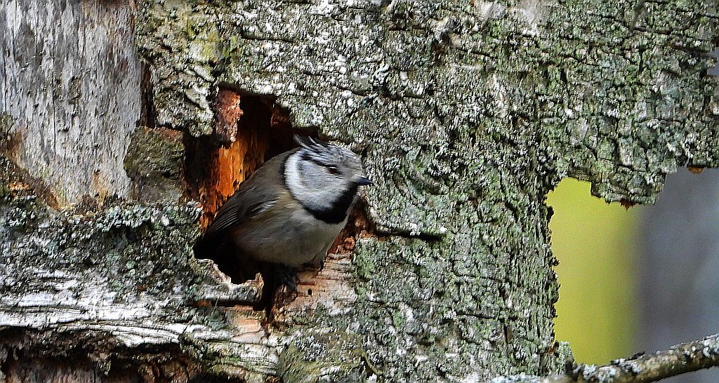 Czubatka europejska, czubatka, sikora czubatka, sikora czubata (Lophophanes cristatus)