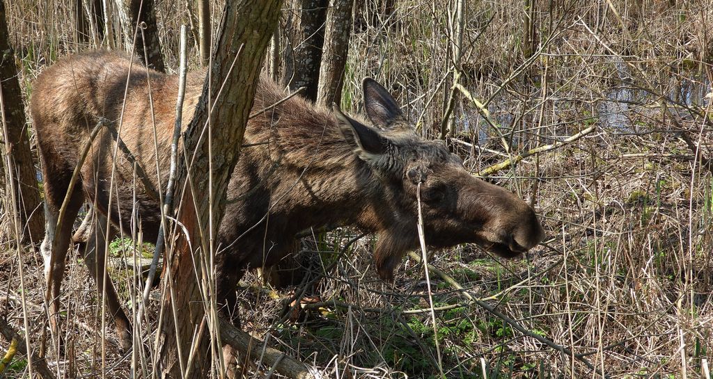 Łoś euroazjatycki, łoś (Alces alces)