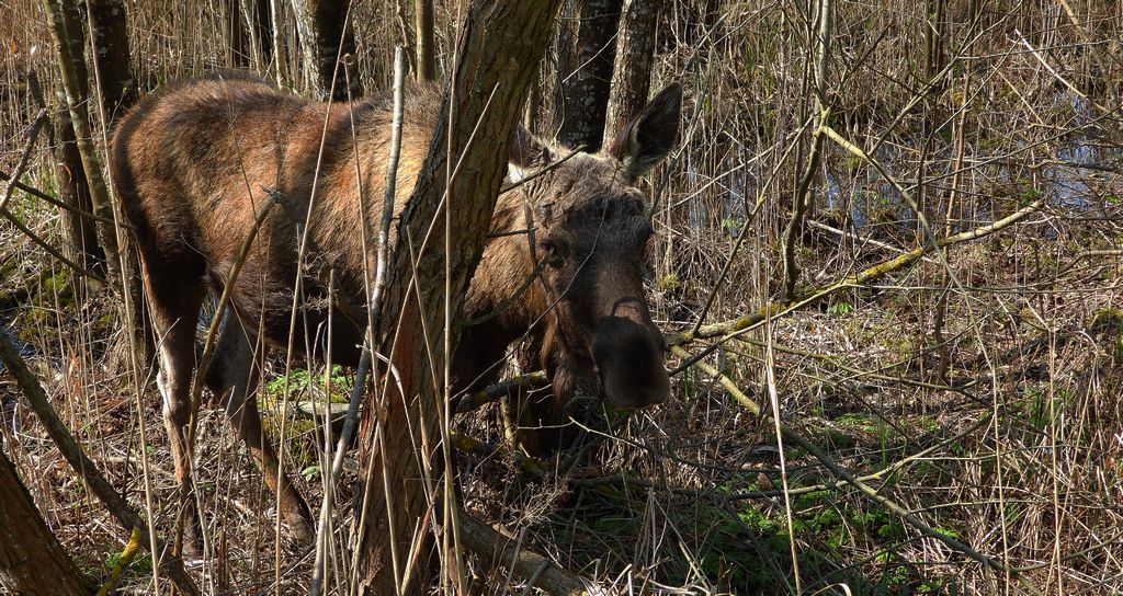 Łoś euroazjatycki, łoś (Alces alces)