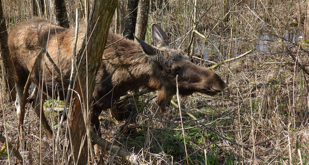 Łoś euroazjatycki, łoś (Alces alces)