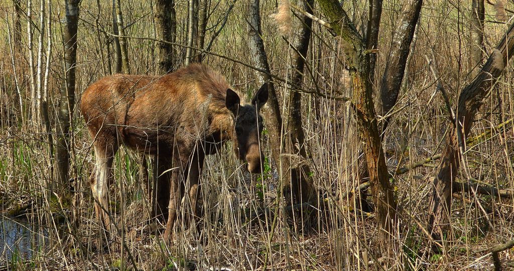 Łoś euroazjatycki, łoś (Alces alces)