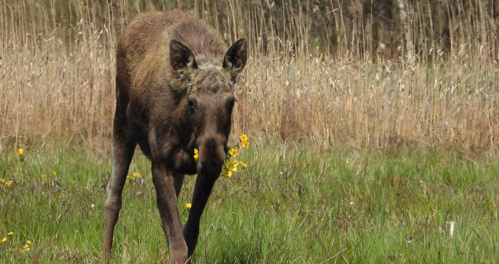 Łoś euroazjatycki, łoś (Alces alces)
