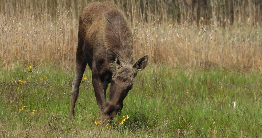 Łoś euroazjatycki, łoś (Alces alces)