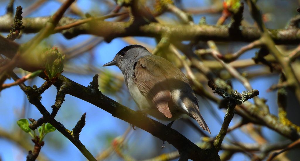 Kapturka, pokrzewka czarnołbista, pokrzewka czarnogłowa (Sylvia atricapilla)