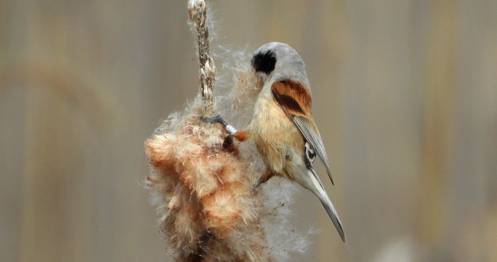 Remiz zwyczajny, remiz (Remiz pendulinus)